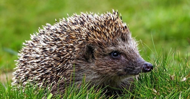 Hedgehogs are nocturnal animals that spend most of their time alone.