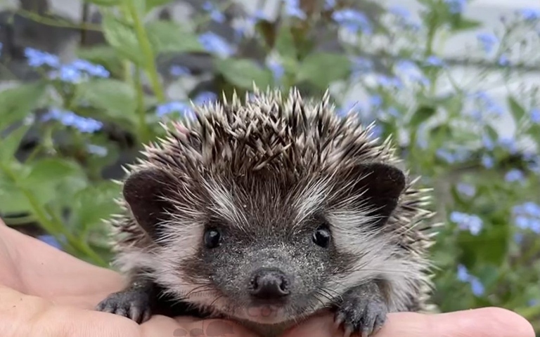 Hedgehogs are nocturnal animals that spend most of their time at night running around looking for food.