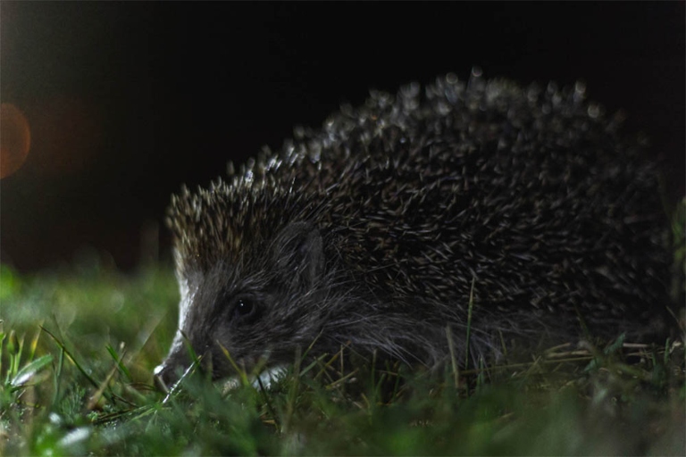 Hedgehogs are nocturnal creatures, so the best time to feed them is at night.