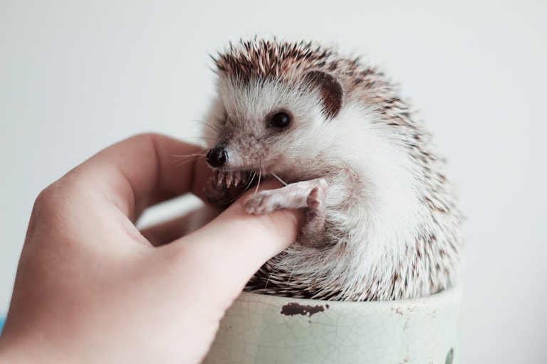Hedgehogs are not aquatic animals and should not be kept in an aquarium.