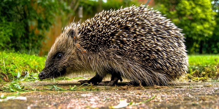 Hedgehogs are not carnivores and therefore should not be fed meat.