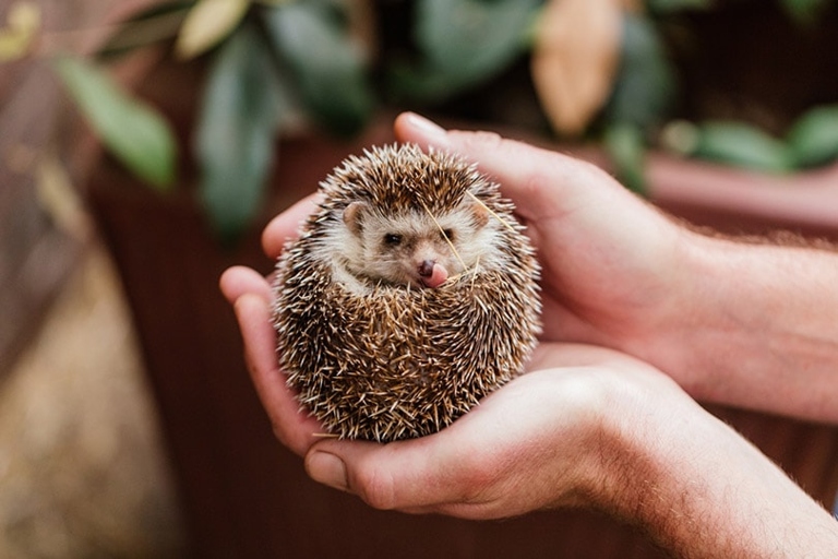 Hedgehogs are not dangerous, they are hypoallergenic.