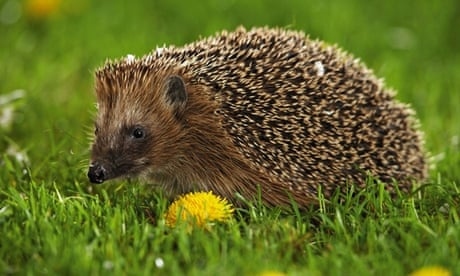 Hedgehogs are not friendly animals.