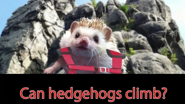 Hedgehogs are not known for their climbing abilities.