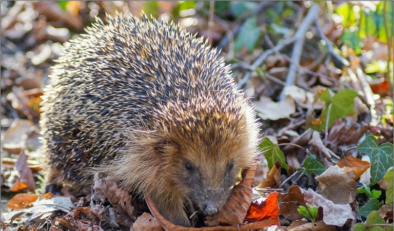 Hedgehogs are not known for their digging abilities.