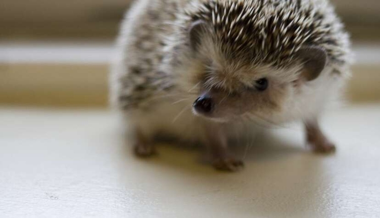 Hedgehogs are not known for their speed, but they may enjoy running for short distances.