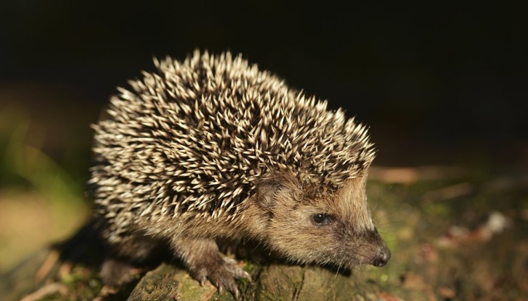 Hedgehogs are not known for their speed or their ability to climb.