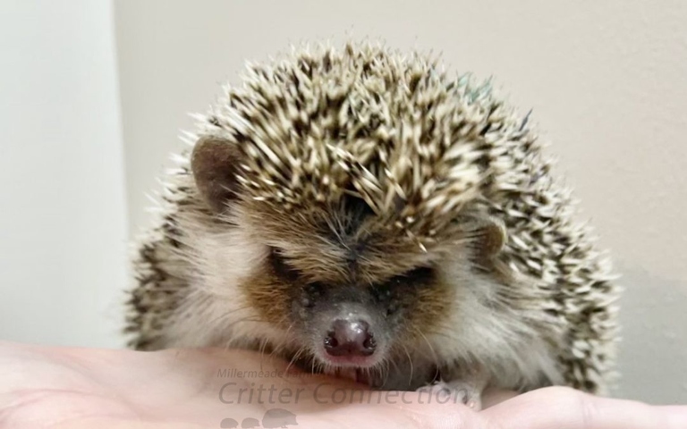 Hedgehogs are not naturally aggressive animals.