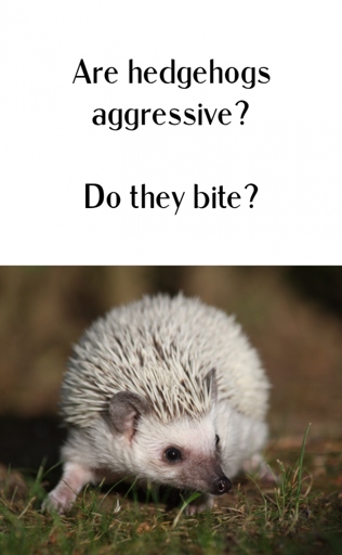 Hedgehogs are not naturally aggressive, but there are ways to help an aggressive hedgehog.