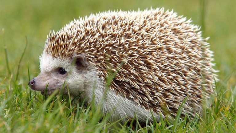 Hedgehogs are not naturally friendly animals and may not enjoy being held.