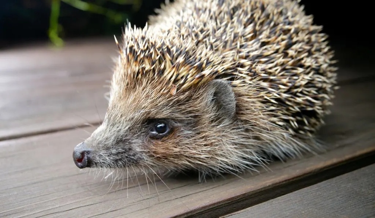 Hedgehogs are not the only animals that use quills for self-defense.