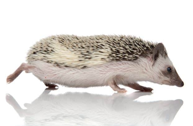 Hedgehogs are one of the fastest pocket pets.