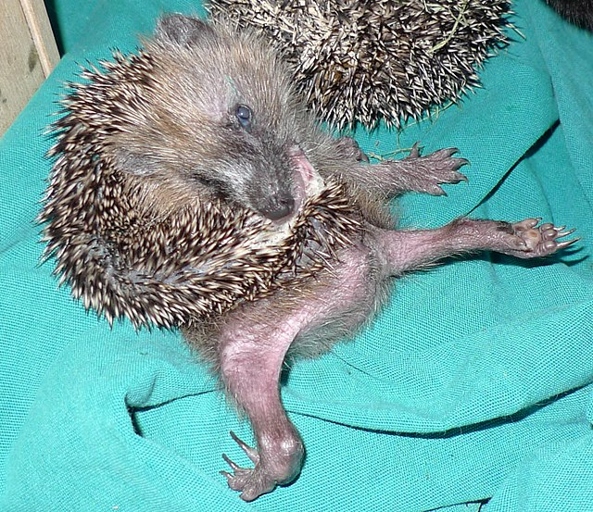 Hedgehogs are self-anointing animals that spread their own scent.