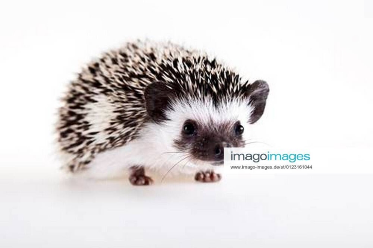 Hedgehogs are small, spiny mammals.