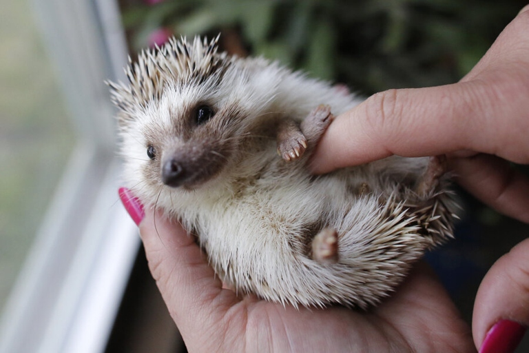 Hedgehogs are social animals that enjoy the company of others.