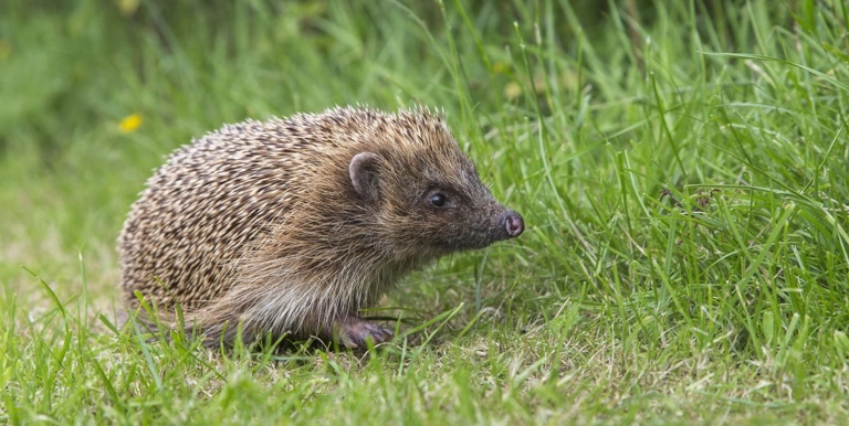 Hedgehogs are susceptible to heat stroke and can die from overheating.