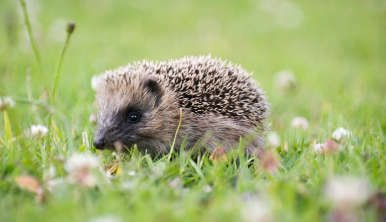 Hedgehogs are susceptible to infection, so it is important to keep their environment clean.