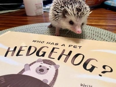 Hedgehogs are traditionally insectivores, so dog food is not ideal for them.