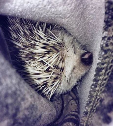 Hedgehogs are trying to hibernate, but they are failing.