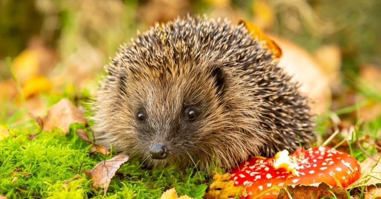 Hedgehogs are warm-blooded animals.