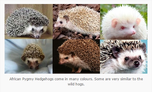 Hedgehogs can be a variety of colors, but are most commonly found in brown, black, or white.