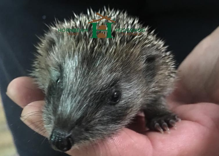 Hedgehogs can be dangerous to humans because they can carry diseases, their quills can puncture skin, and they can bite.