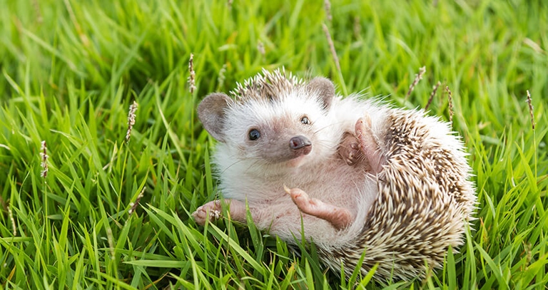 Hedgehogs can be mean, but there are several factors that affect their temperament.