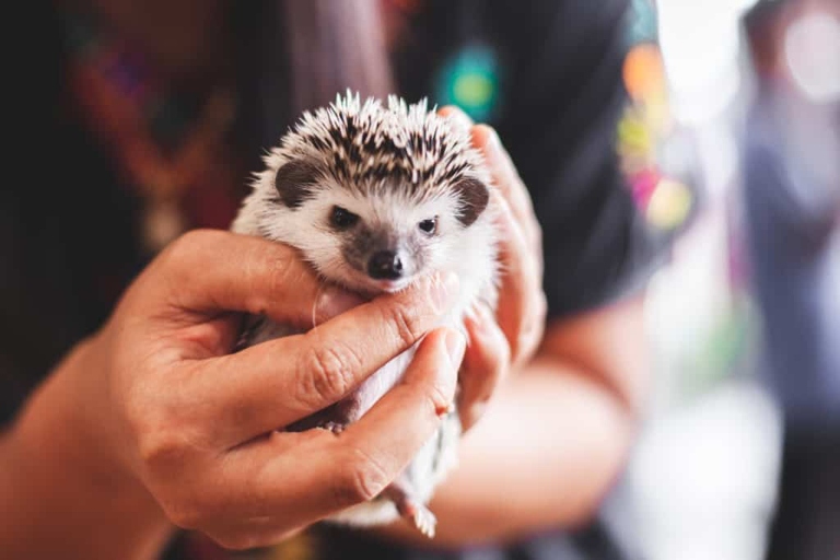 Hedgehogs can be purchased at many pet stores.