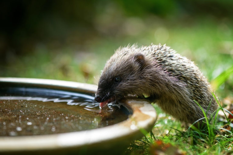 Hedgehogs can drink tap water, but it is important to monitor their water intake.