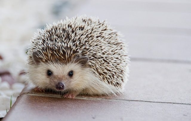 Hedgehogs can get cold easily, so make sure to keep them warm.