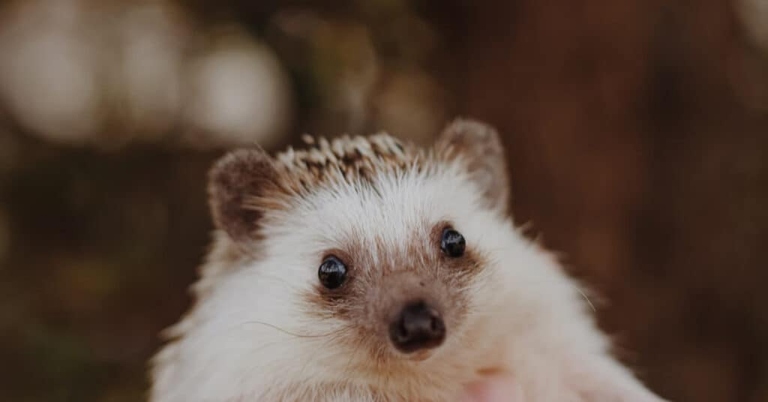 Hedgehogs can go without food and water for up to three days.