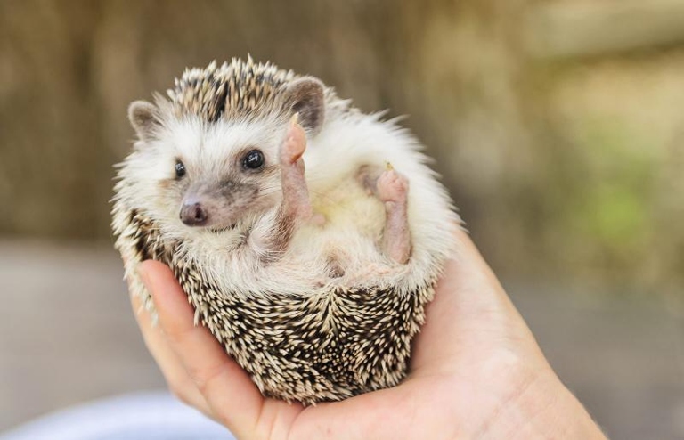 Hedgehogs can grow to be about the size of a house cat.