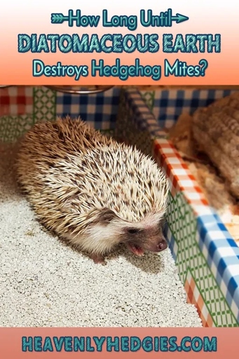 Hedgehogs can help reduce dander in your house.