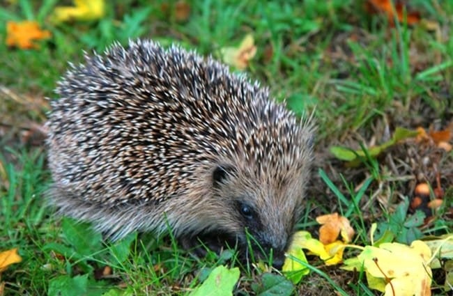 Hedgehogs can live in various habitats, including gardens, forests, and even urban areas.