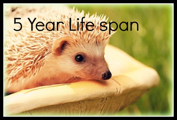 Hedgehogs can live to be around 4-5 years old in captivity.