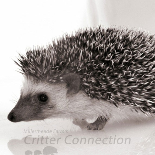 Hedgehogs can live up to 6 years in captivity.