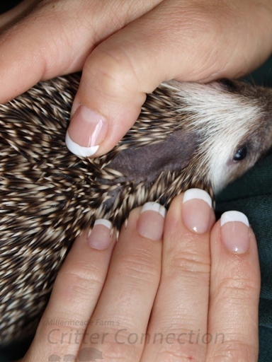 Hedgehogs can live with rabbits, but they may carry fleas, ticks, and mites.