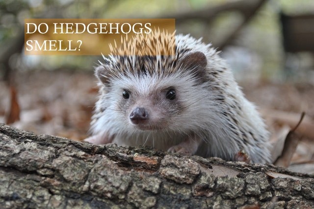 Hedgehogs can smell bad for a variety of reasons, including poor hygiene, infection, and certain medical conditions.