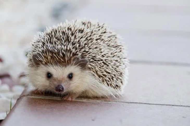Hedgehogs chuff to communicate with other hedgehogs.