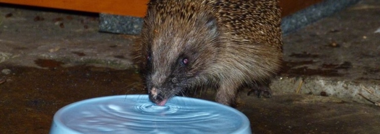 Hedgehogs do drink water, but too much water can be harmful to them.