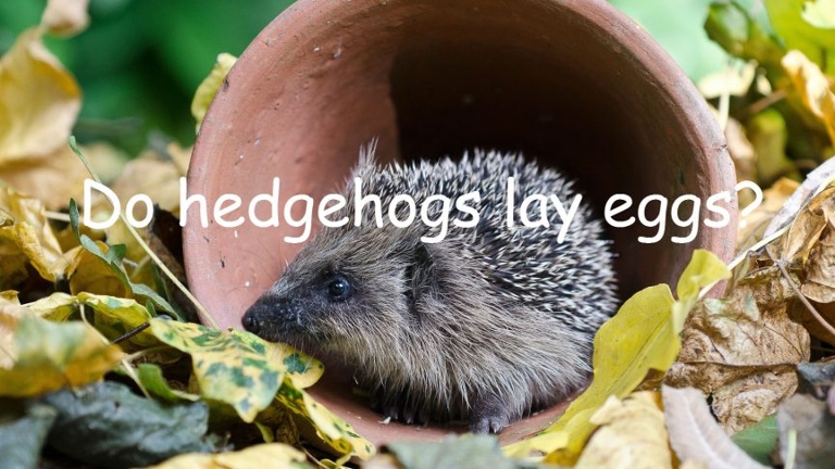 Hedgehogs do not lay eggs, but give birth to live young.