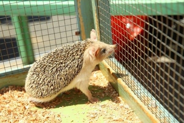 Hedgehogs do not need a cage, but rather a large, escape-proof enclosure.