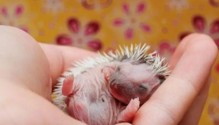 Hedgehogs eating their babies is a stressor that can be prevented.
