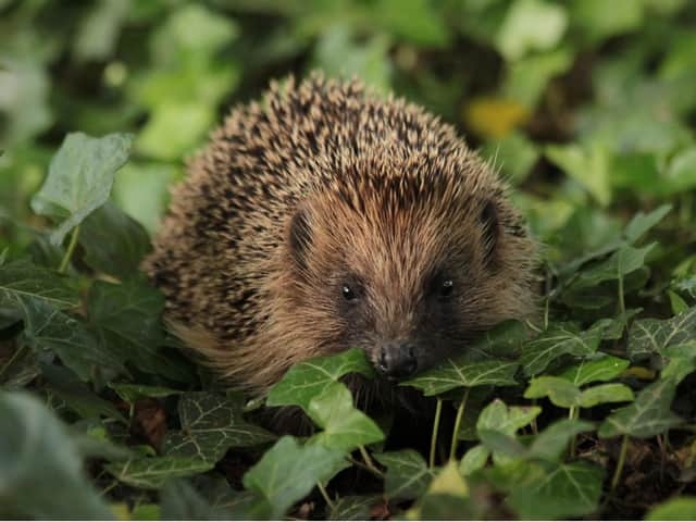 Hedgehogs enjoy sunbathing and it is perfectly fine for them to do so.