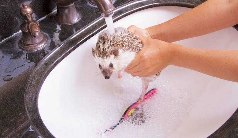 Hedgehogs generally only need baths when they get dirty, such as when they've rolled in something smelly.