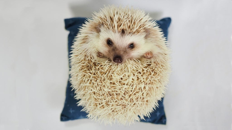 Hedgehogs groom themselves with their tongue and teeth.