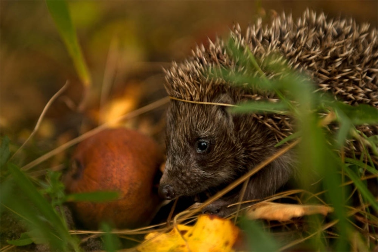 Hedgehogs grunt as a way to communicate.