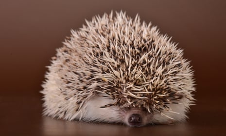 Hedgehogs grunt to communicate displeasure, warning, or fear.