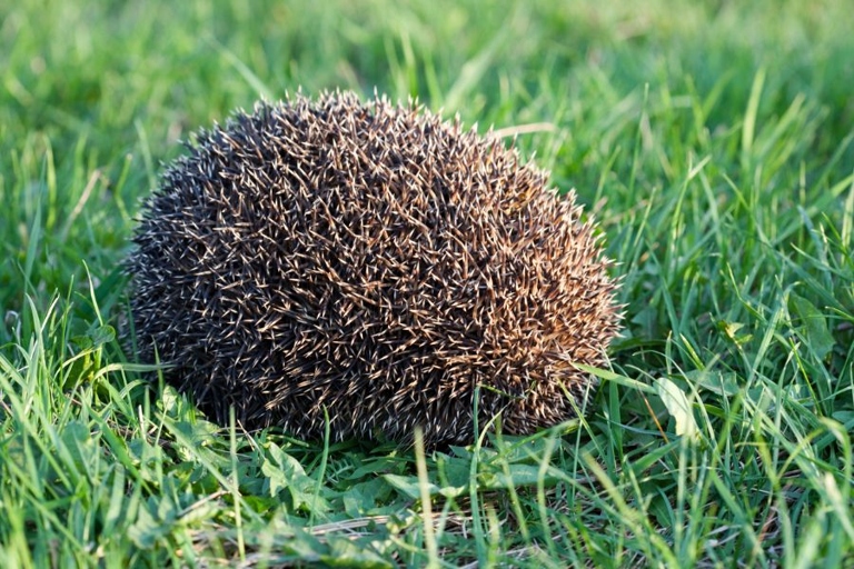 Hedgehogs have a few different ways of protecting themselves from environmental pressures.