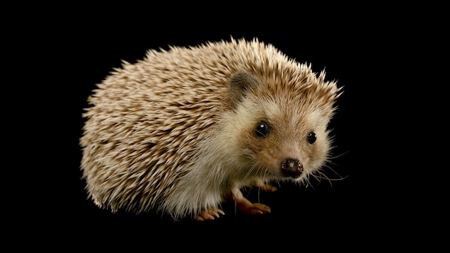 Hedgehogs have a tail that is about 1/3 of their body length.